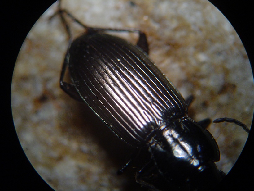 Carabidae of Spain